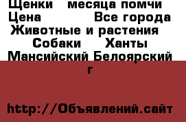 Щенки 4 месяца-помчи › Цена ­ 5 000 - Все города Животные и растения » Собаки   . Ханты-Мансийский,Белоярский г.